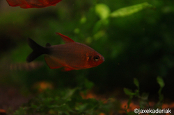 Hyphessobrycon peugeoti 