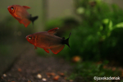 Hyphessobrycon peugeoti CZ breed