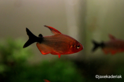 Hyphessobrycon peugeoti CZ breed