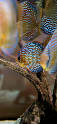Symphysodon axelrodi "Lake Turere Rose/Red" F1 odchov M