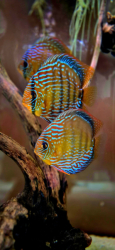 Symphysodon axelrodi "Lake Turere Rose/Red" F2 odchov M