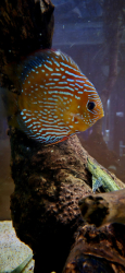 Symphysodon axelrodi "Lake Turere Rose/Red" F1 odchov M