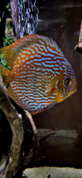 Symphysodon axelrodi "Lake Turere Rose/Red" F2 odchov M