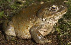 Incilius (Bufo) alvarius