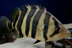 Datnioides microlepis Indonesia Kalimantan S 