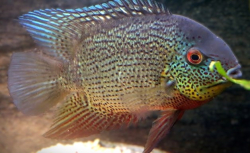 Heros sp. "Inirida - Green Red spotted " Wild XL