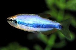 Inpaichthys kerri