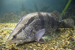 Siniperca chuatsi