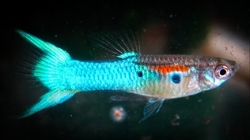 Poecilia reticulata JAPAN BLUE LYRETAIL