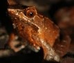 Megophrys montana