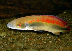 Crenicichla johanna Red Wild  XXL