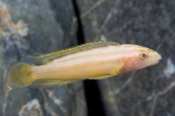 Julidochromis ornatus albin