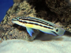 Julidochromis ornatus blue fin