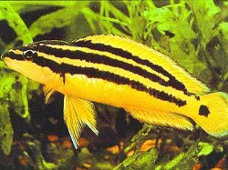 Julidochromis ornatus yellow Zaire