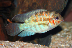 Krobia xinguensis EU odchov
