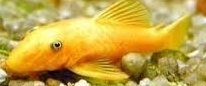 Ancistrus sp.GOLD black eye L144 CZNZ 