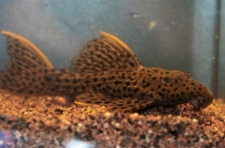 L - 096 Pseudacanthicus sp.