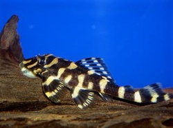 L168 - Zonancistrus brachyurus Wild L 