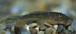 L - 187a Chaetostoma thomasi