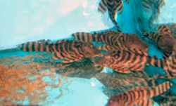L271 Panaqolus sp.(LDA001) Red Flame Pleco