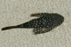 L - 328 Pseudolithoxus  sp