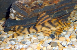 L-243-Peckoltia spec.