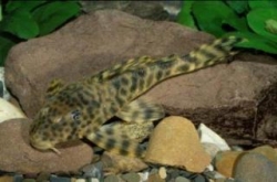 L - 008 Peckoltia sp. Wild