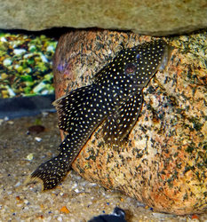 L067 Pseudancistrus asurini Wild