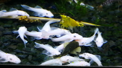Ancistrus sp. "Super Snow White" XL