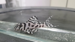 L236 - Hypancistrus sp. "Super White" RARE Breed XL