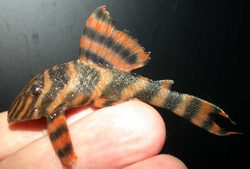 L306 - Panaqolus claustellifer "Bloodred Tiger Pleco" Wild 