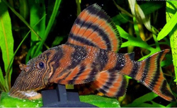 L397 Panaqolus sp. Tangerine Tiger Pleco CZ breed SM