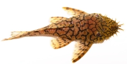 L519 - Ancistrus sp. Rio Itenez 