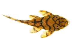 L519 - Ancistrus sp. Rio Itenez 