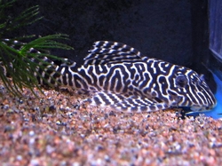 L066 Hypancistrus sp. King Tiger Pleco CZ Breed XL