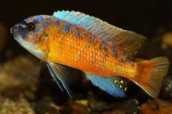 Labeotropheus fueleborni super Orange