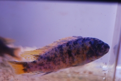 Labeotropheus fuelleborni - marmel