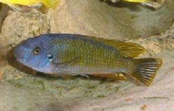 Labeotropheus trewavasae Pombo Rocks  