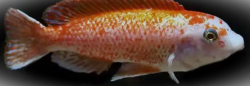 Labeotropheus trewavasae - rosy