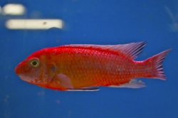 Labeotropheus trewavasae sp. Rubin red