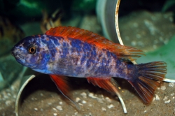 Labeotropheus trewawasae marmelade