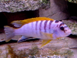 Labidochromis hongi orange