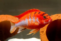 Labidochromis hongi sweden