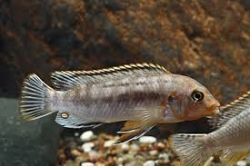 Labidochromis maculicauda