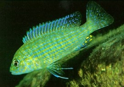 Labidochromis textilis