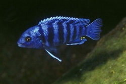 Labidochromis zebroides  