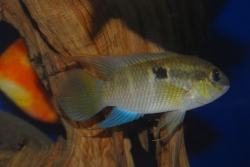 Laetacara thayeri Wild Peru - Nanay