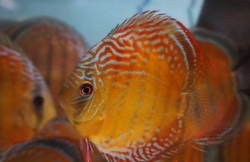 Symphysodon axelrodi "Lago Grande Orange/Red" Wild XXL 