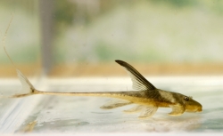 Lamontichthys llanero
