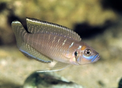 Lamprologus brevis